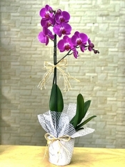 Orkide 01